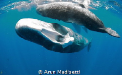 Sperm whale showing me the sockets in the upper jaw into ... by Arun Madisetti 